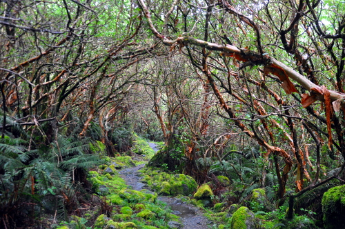 Milford Track